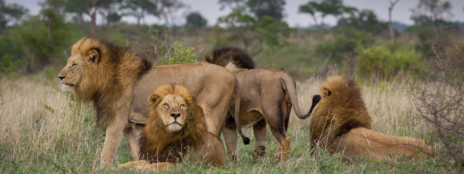 ¿Cuál es la mejor época para visitar el Parque Nacional Kruger?