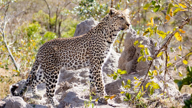 Makwamsava looking at prey on a termite mound at Silvan Safari