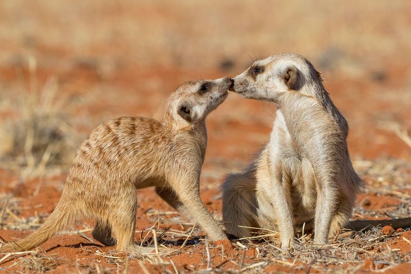 Meerkats couple playing on the sand