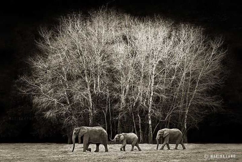 By Marina Cano