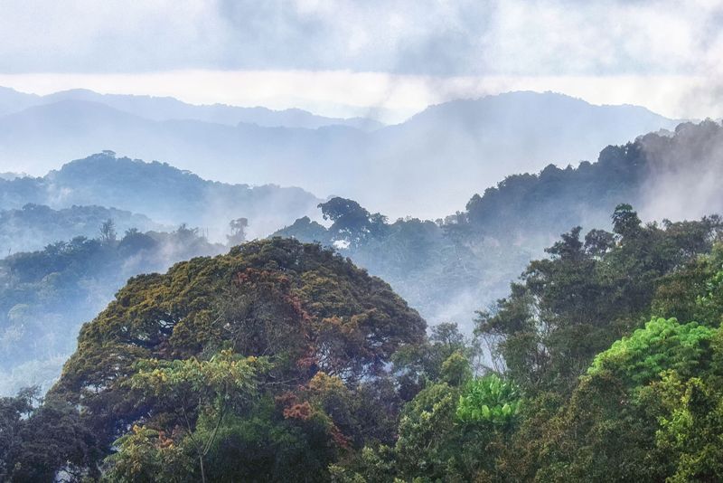 Tropical rainforest of Nyungwe National Park