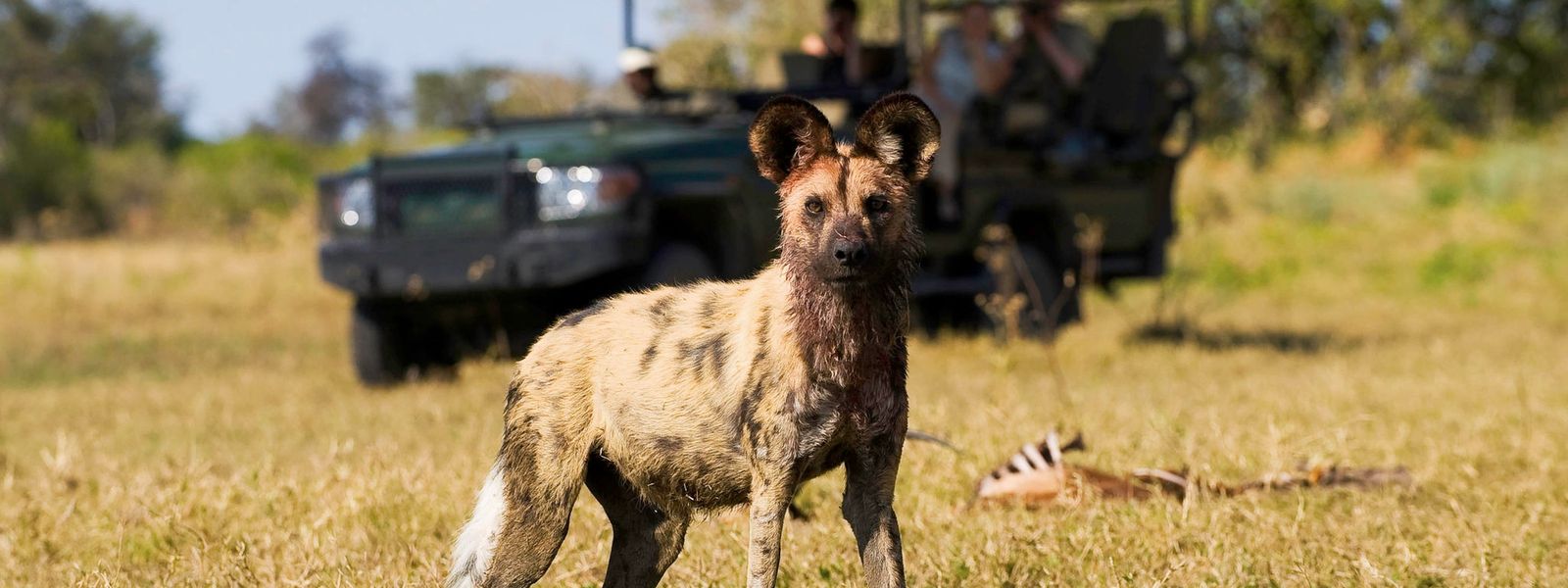 The Battle to Save South Africa's Wild Dogs