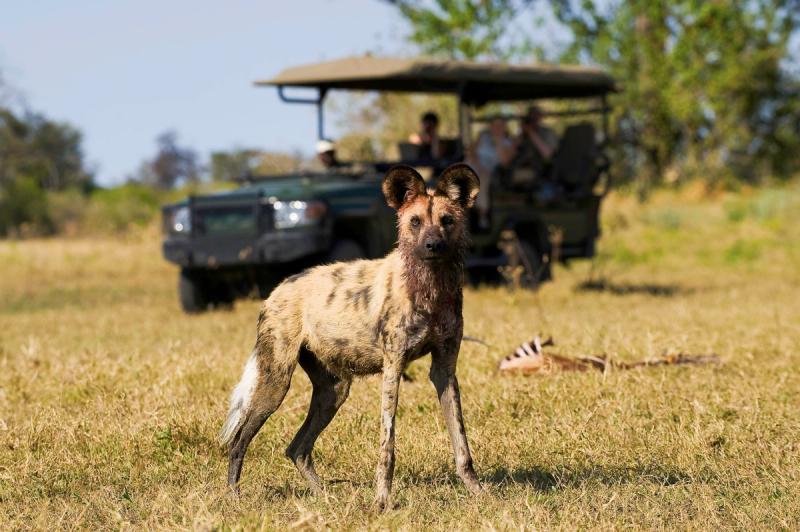 Chien sauvage afrique du sud