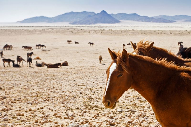 Horses roam in the desert of Namibia, making up one of the best luxury activities on a Namibia safari