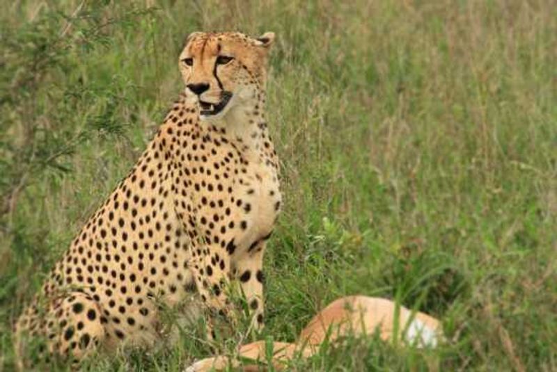 Rare sighting - a cheetah with its kill