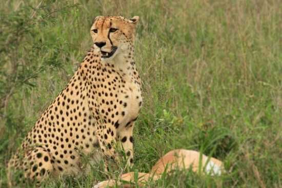 Rare sighting - a cheetah with its kill