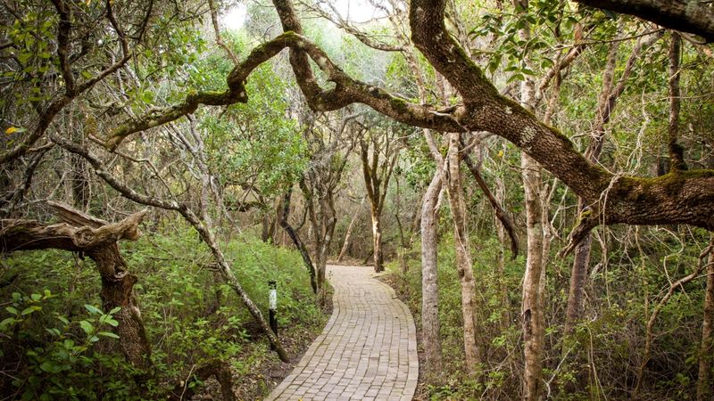 Ancient milkwood forest at Grootbos Private Nature Reserve, with towering indigenous trees and a shaded walking path beneath a dense green canopy.