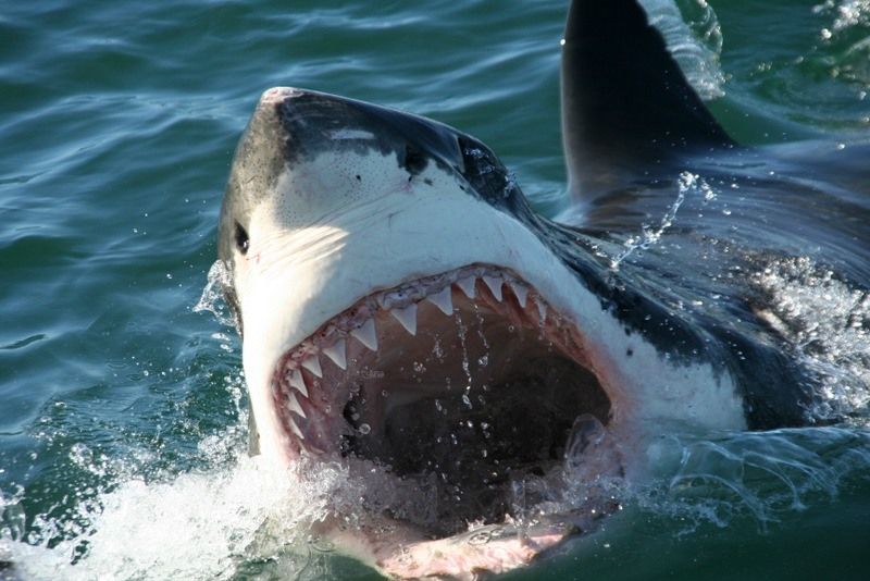 Shark Cage Diving bei Kapstadt