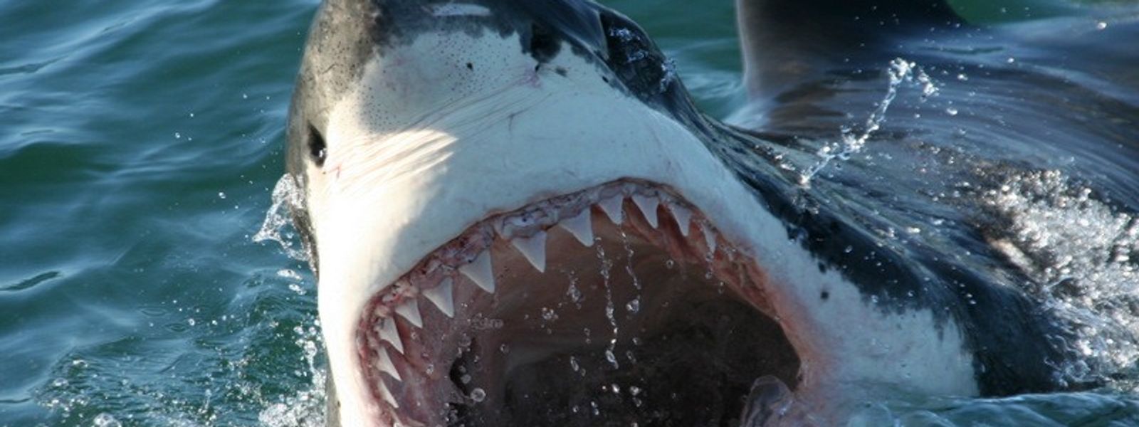 Shark Cage Diving bei Kapstadt