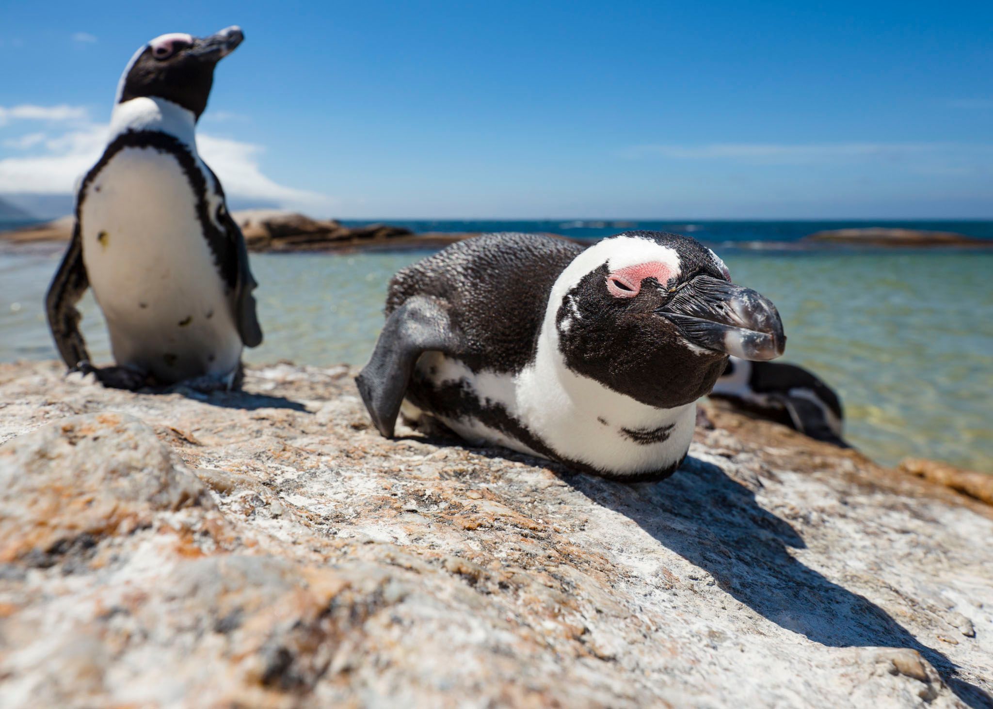 A day at Boulders Beach: Home of Africa's Famous Penguin Colony