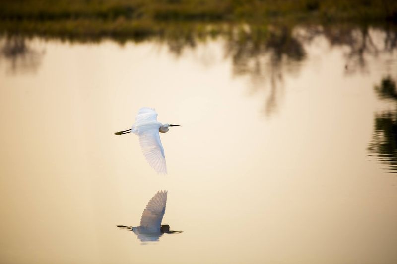 bird flying water reflections botswana