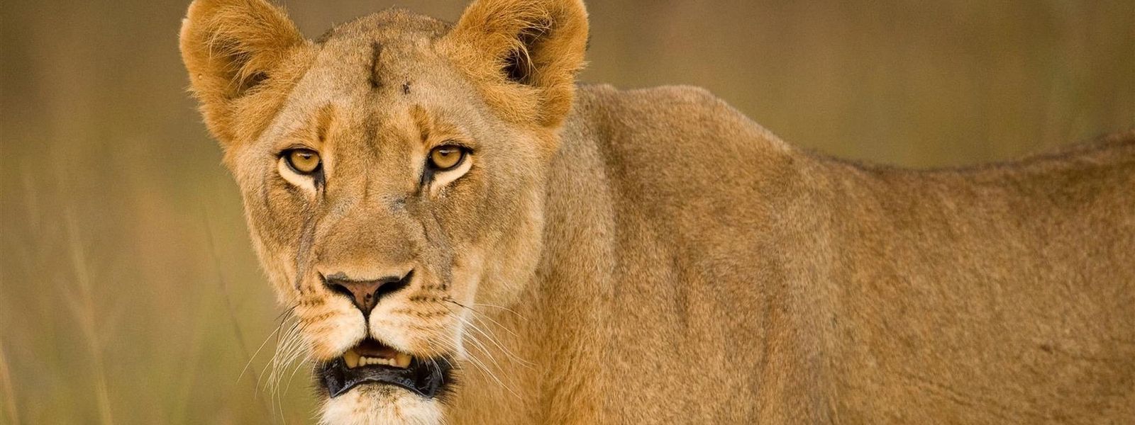 Historias de conservación: una noche en búsqueda de leones