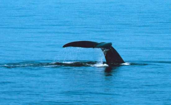 Whales are another of the must-see Marine 5 animals