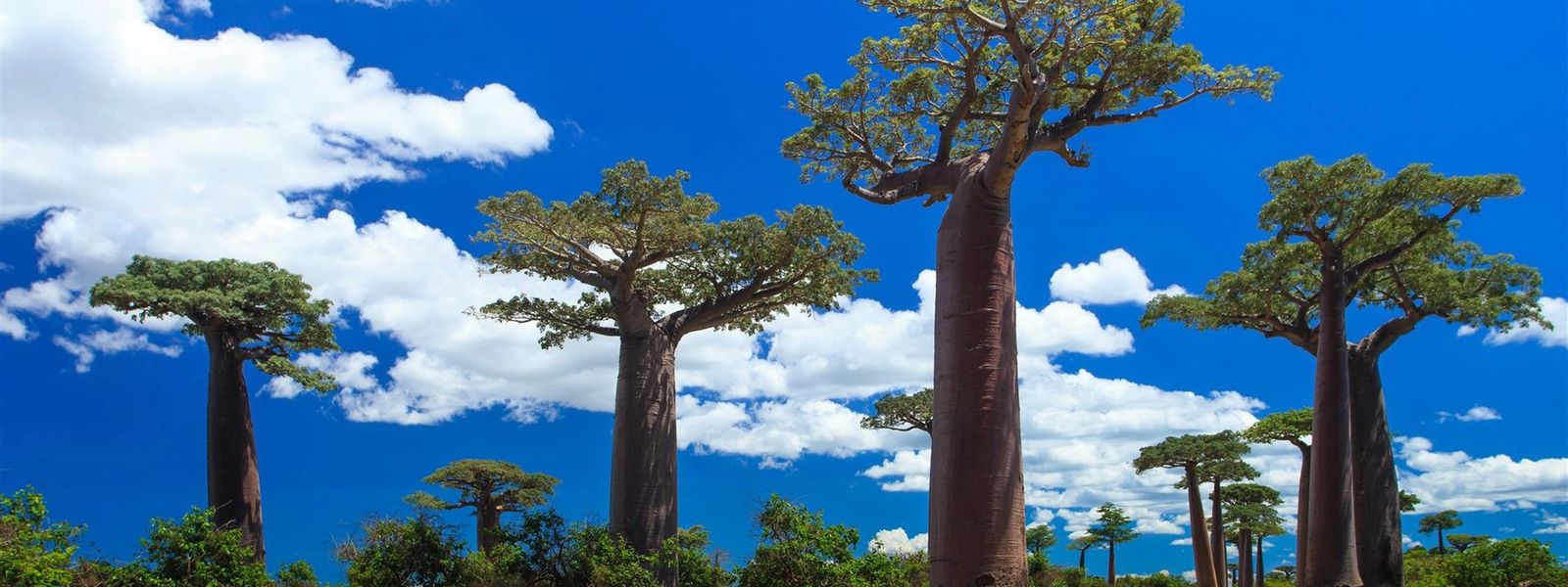 5 Incredible Trees that Exude the African Spirit