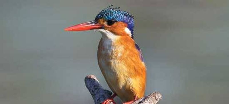 Malachite Kingfisher