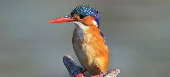 Malachite Kingfisher