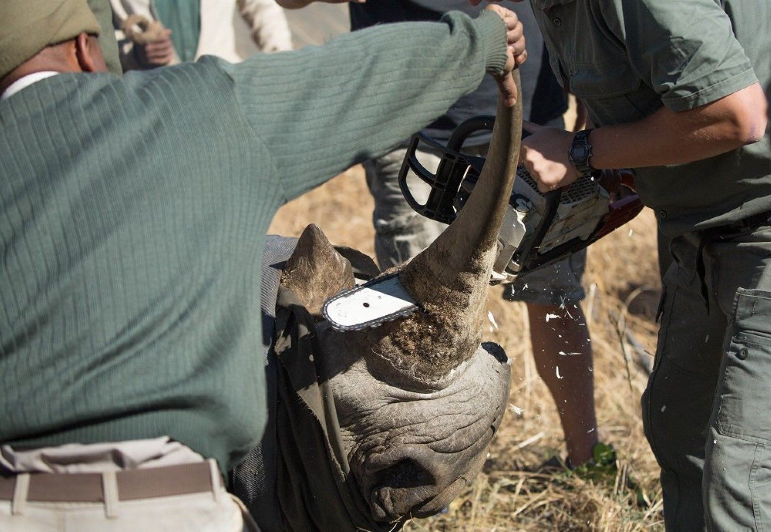 Interview Wildlife ACT : association anti-braconnage des rhinocéros