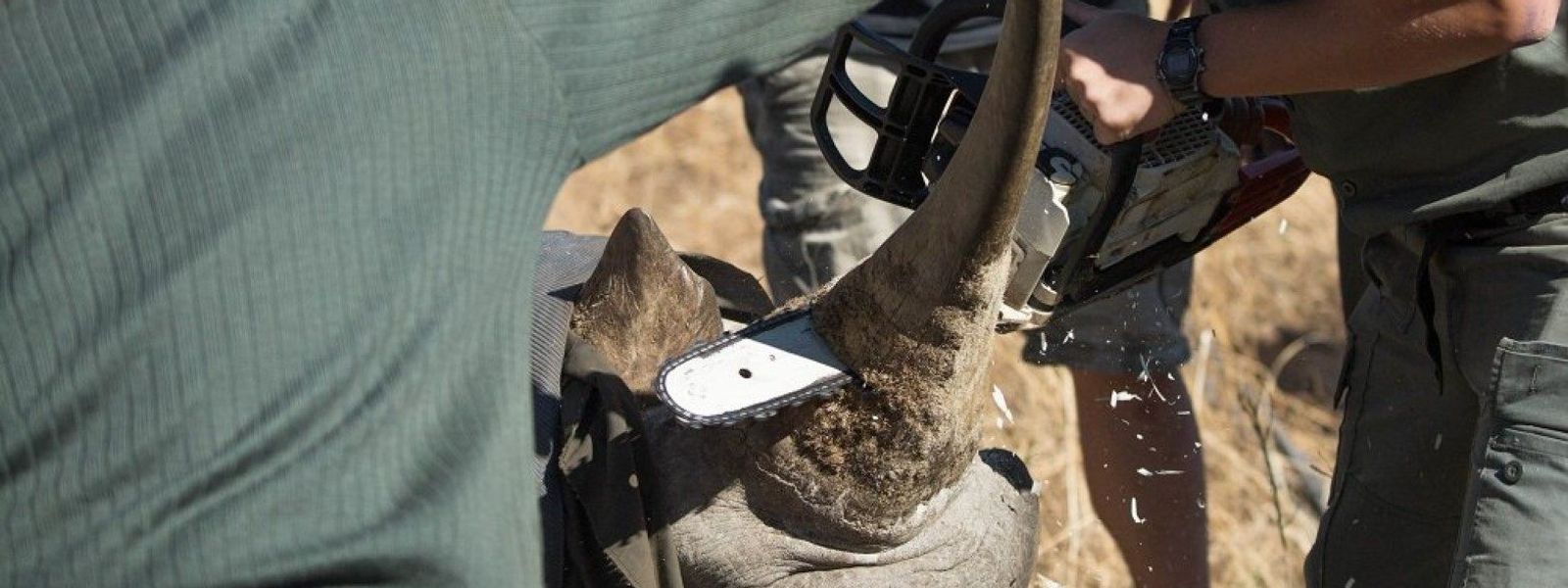 Interview Wildlife ACT : association anti-braconnage des rhinocéros