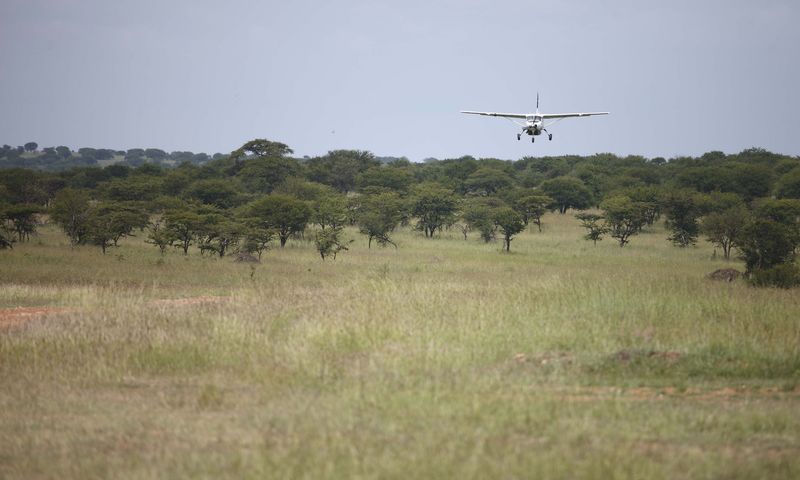 Light aircraft transfer coming in to Lobo Airstrip near Klein's Camp