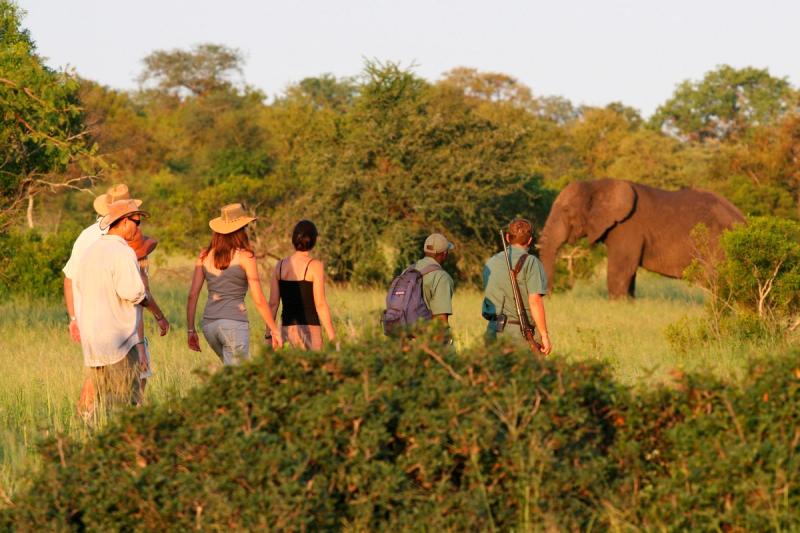 Walking safari at Rhino Plains Camp with elephant in the background