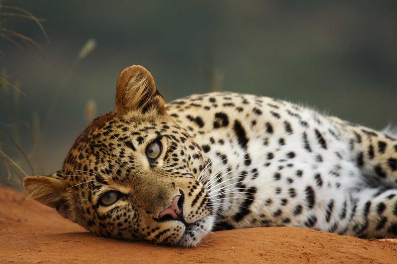 lazy leopard on floor