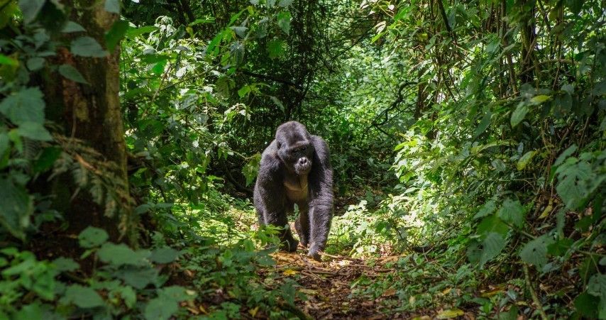 Dian Fossey: una vida caminando entre gorilas