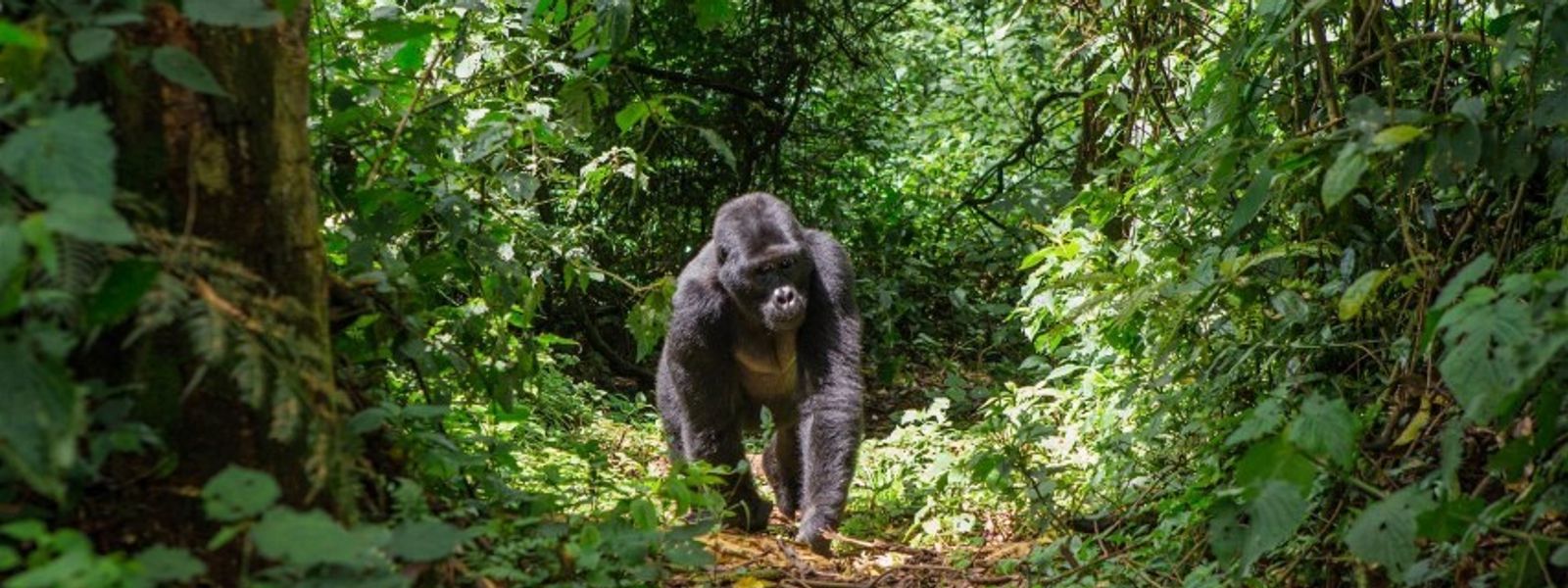 Dian Fossey: una vida caminando entre gorilas