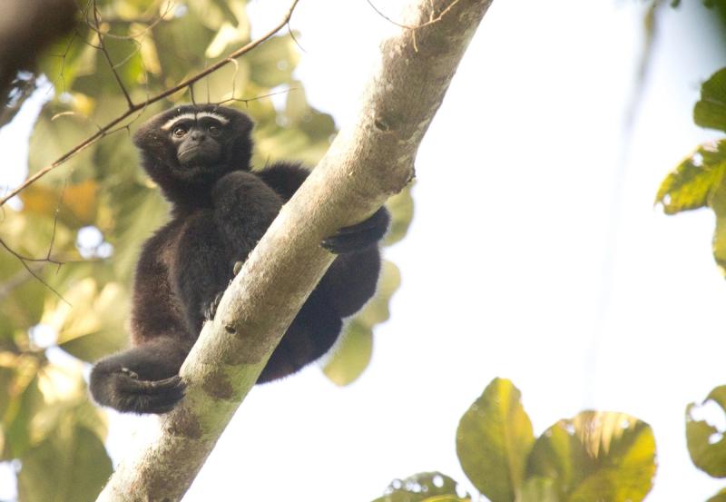 The male Indian Hoolock Gibbon