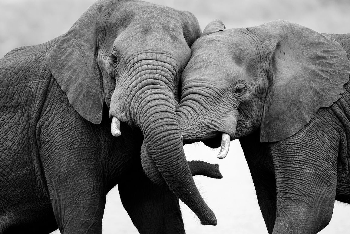 Chobe National Park: Welcome to the Land of Gentle Giants