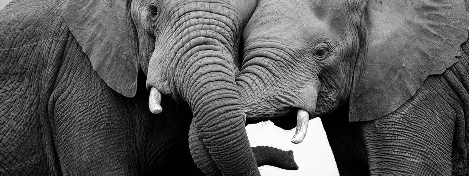 Chobe National Park: Welcome to the Land of Gentle Giants