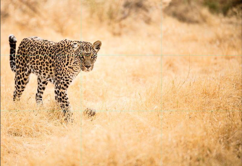 rule of thirds in photography