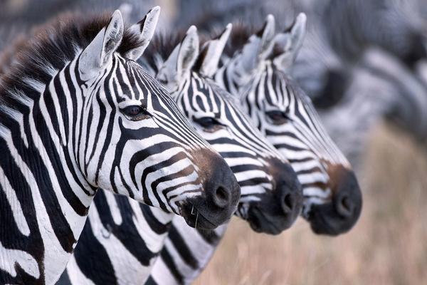 Zebra Stripe Theories and Truths: Silvan Safari Blog