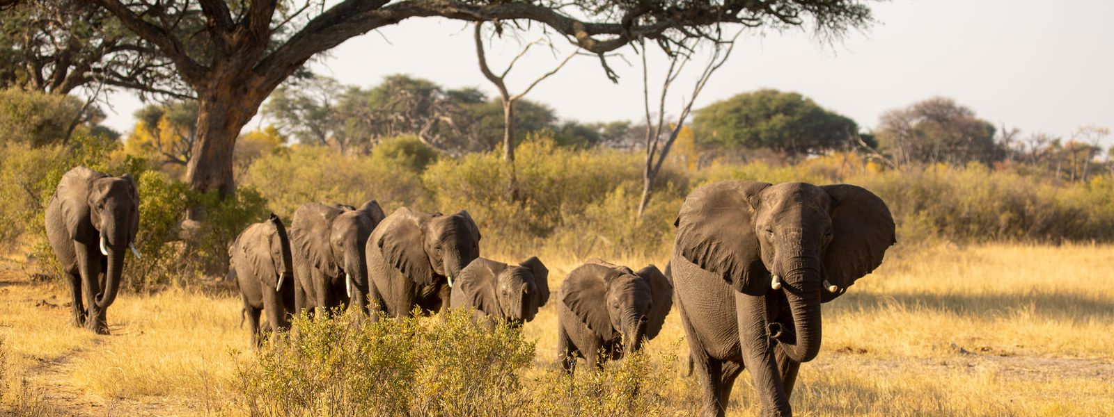 An Elephant Safari at Verney's Camp in Zimbabwe