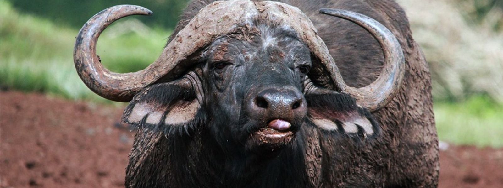 Enamórate de: el búfalo africano