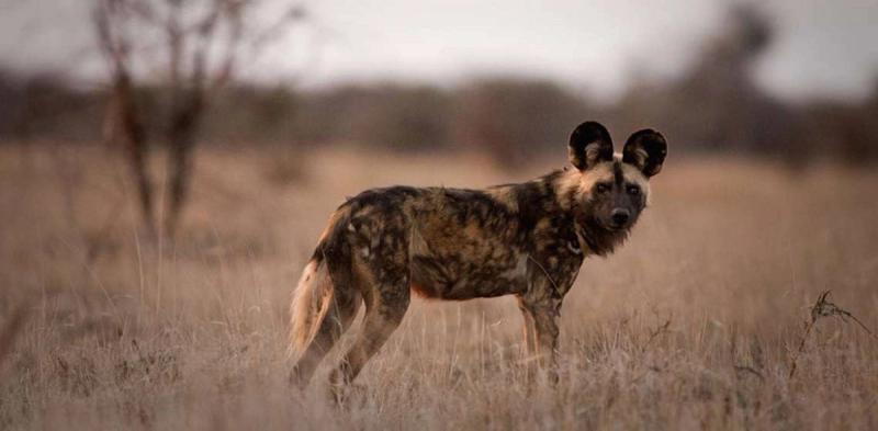 An endangered African Wild dog looking at the camera
