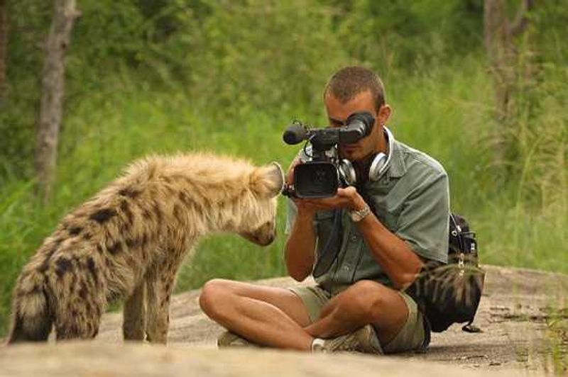 Videographer Barend getting a young hyena on camera