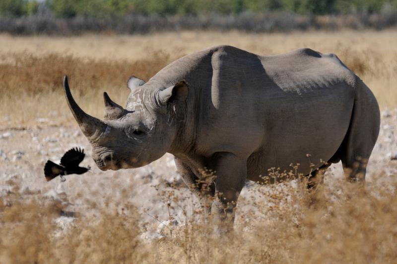 black-rhino-with-bird