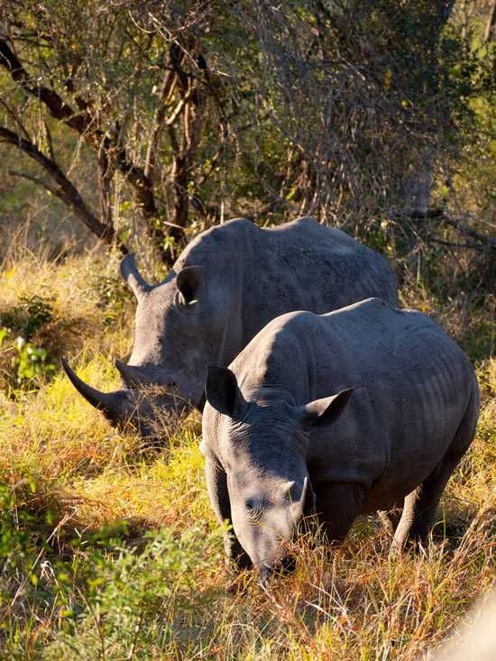 A rhino or two
