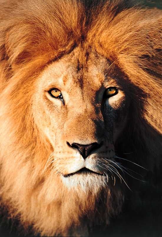 Shamwari Wildlife