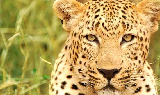 Africa's Big Cats - The Leopard
