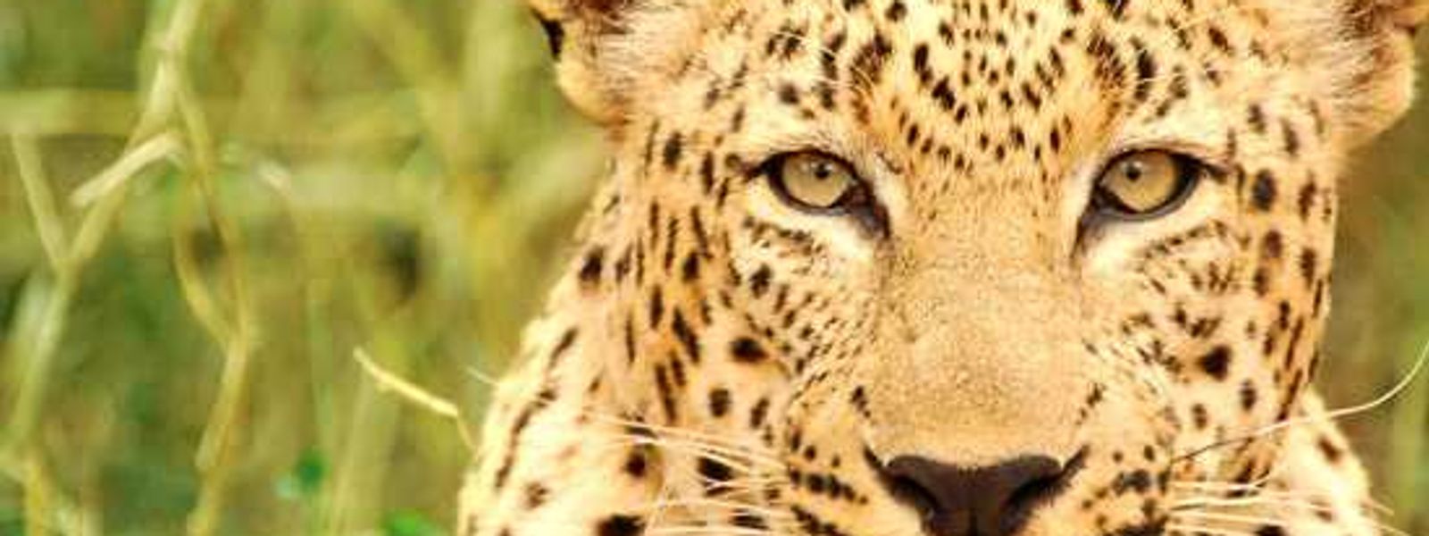 Africa's Big Cats - The Leopard