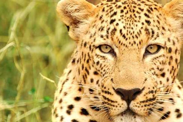 Africa's Big Cats - The Leopard
