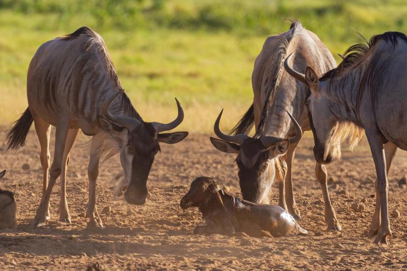 A newborn wildebeest calf, still wet, struggles to stand as its mother watches in the sunlit African savannah.