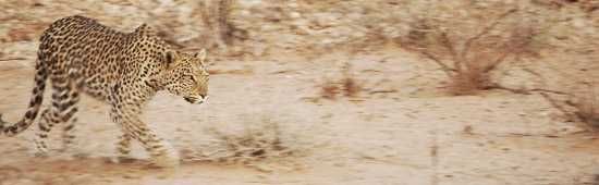 A leopard in the Kalahari Game Reserve