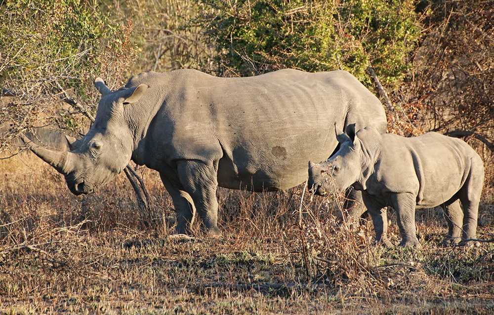 Julia auf Safari | Londolozi , Chitwa Chitwa & Tanamera