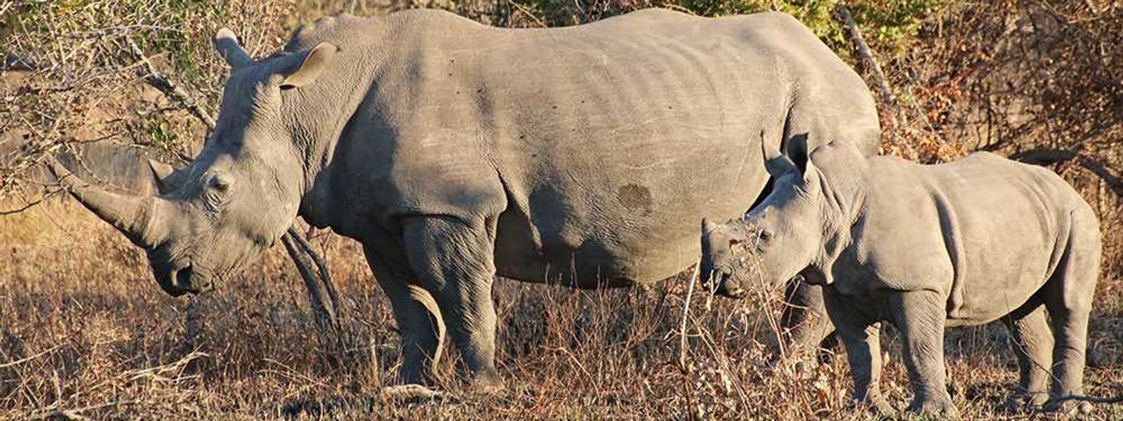 Julia auf Safari | Londolozi , Chitwa Chitwa & Tanamera