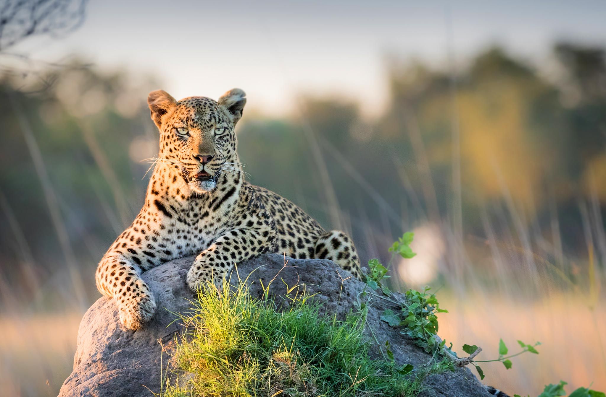 What will African travel look like in 2021?