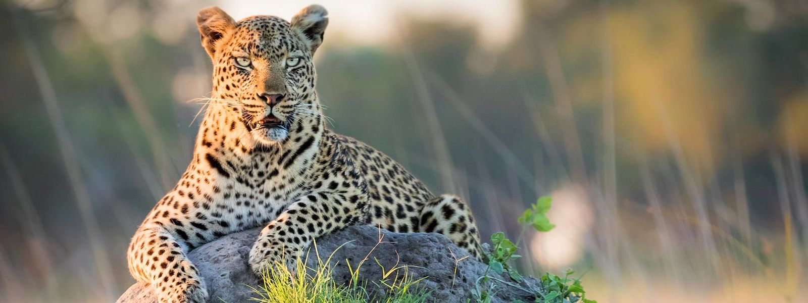 What will African travel look like in 2021?