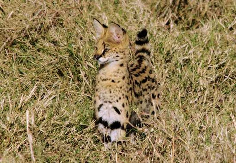 East Africa is one of the best places to see a rare Serval out in the open for the perfect photo