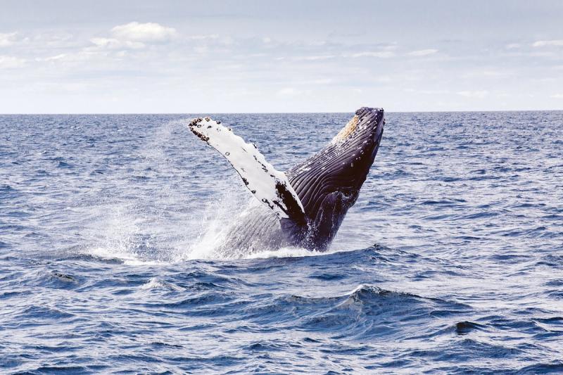 Buckelwal in Südafrika springt aus dem Wasser